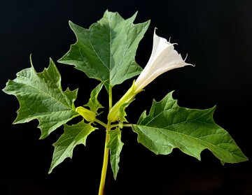مسمومیت اهالی یک روستا در خراسان شمالی با سبزی آلوده و دستگیری سبزی فروش