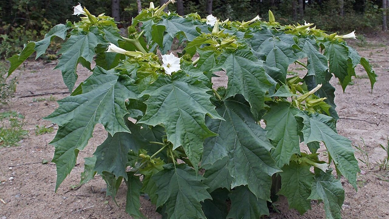 مسمومیت اهالی یک روستا در خراسان شمالی با سبزی آلوده و دستگیری سبزی فروش