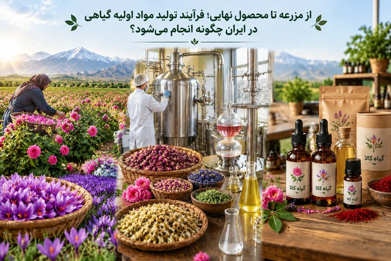 فرآیند تولید و فرآوری مواد اولیه گیاهی در ایران؛ از کشت تا محصول نهایی