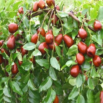ثبت جشنواره عناب الیگودرز در فهرست رویدادهای گردشگری کشور