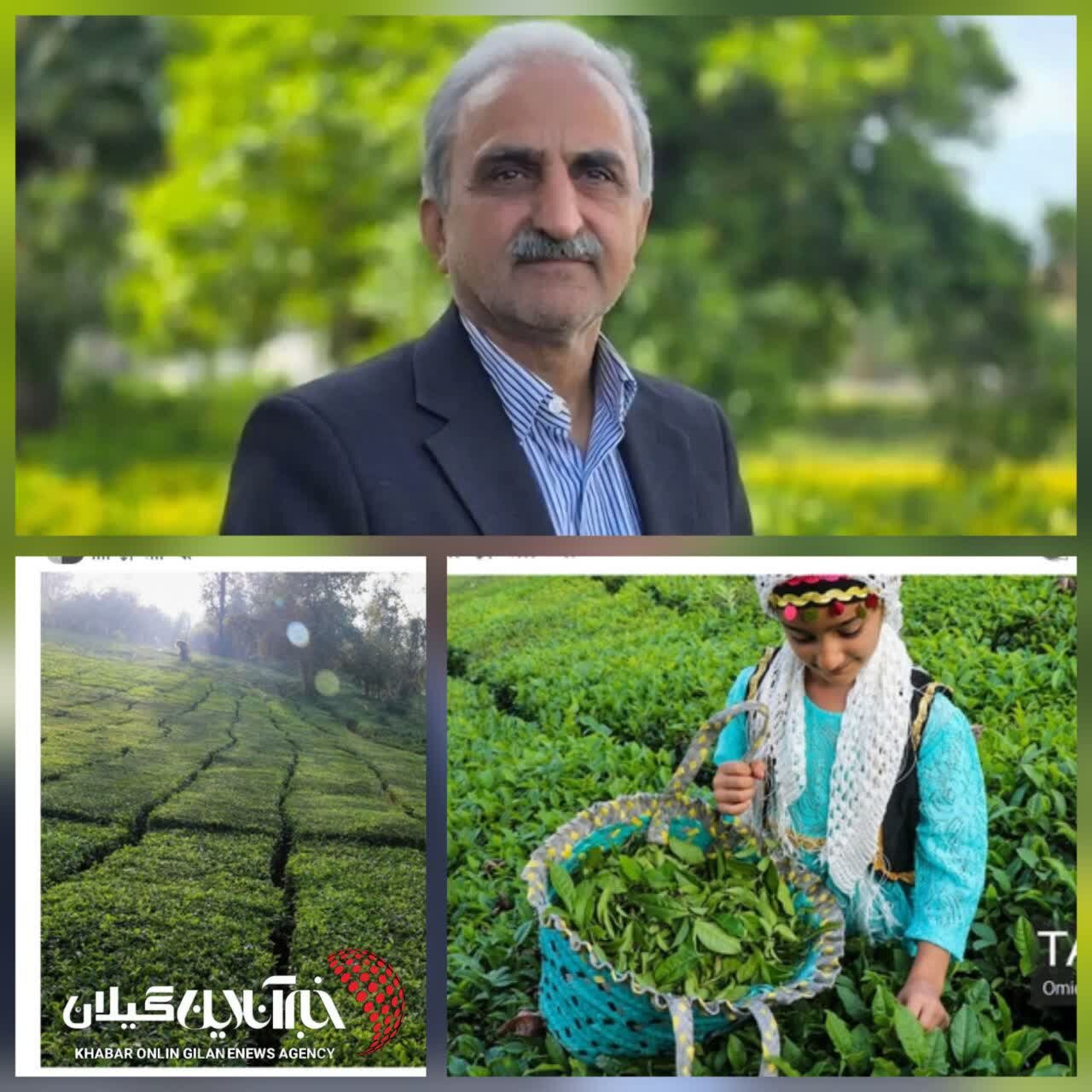 رئیس سازمان چای کشور: رئیس سازمان چای کشور:
