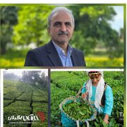 مهلت خرید تضمینی برگ سبز چای تا پنجم آبان‌ماه تمدید شد