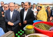 پیش‌بینی وزیر کشاورزی از تولید بیش از ۱۵۰هزار تن زیتون در کشور