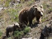 پایش مستمر زیستگاه‌های خرس قهوه ای توسط مامورین یگان حفاظت محیط زیست اردبیل