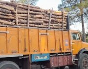 کشف ۱۲هزار کیلوگرم چوب بدون‌مجوز در جهرم فارس