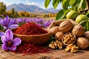 توسعه کشت زعفران در ماهنشان و رشد ۳۰ درصدی تولید گردو در طارم