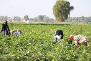 ایجاد بیش از هزار فرصت شغلی جدید در بخش کشاورزی قزوین