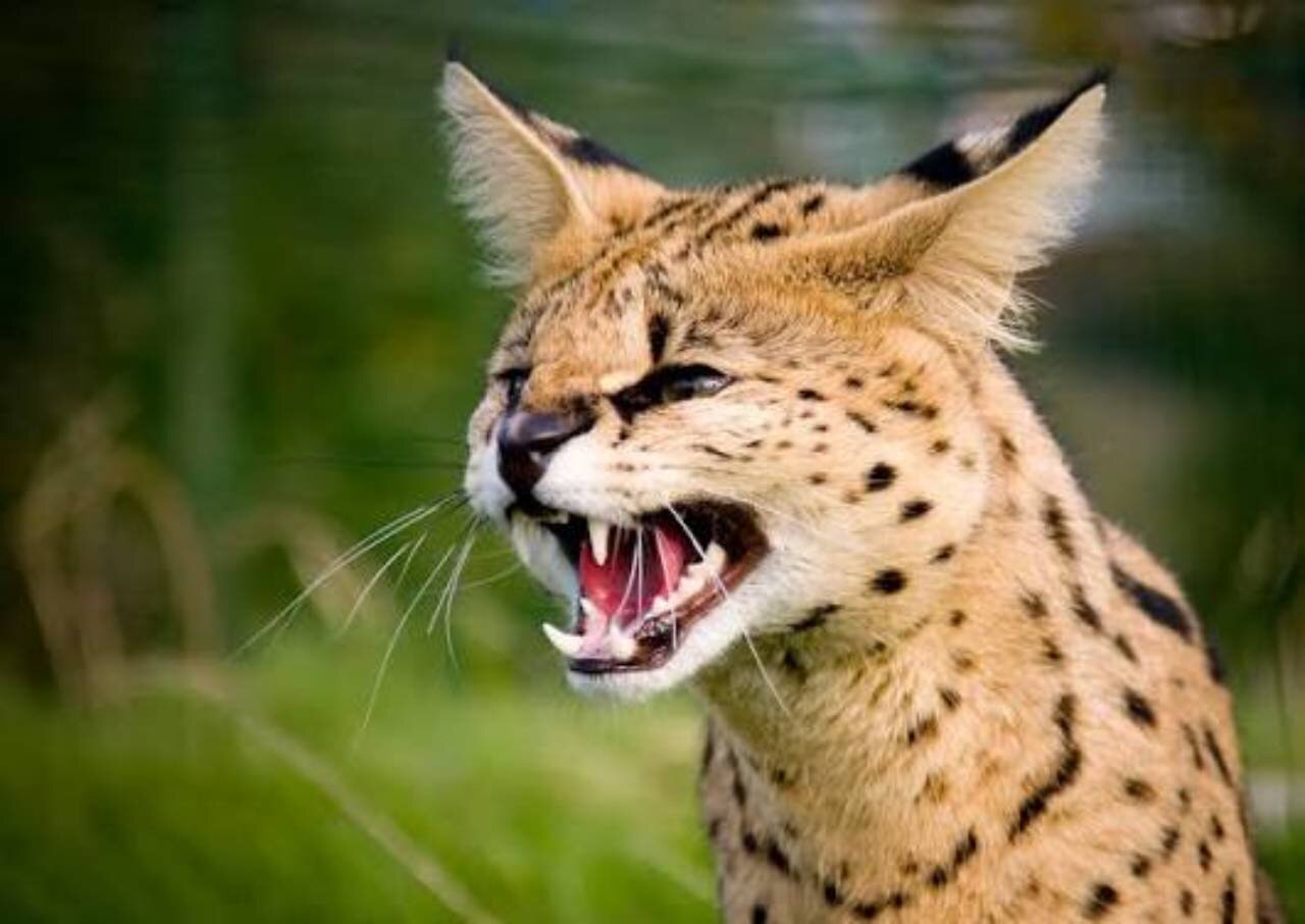 آموزش گربه سروال مادر به توله‌اش برای حمله به سوژه شکار + فیلم