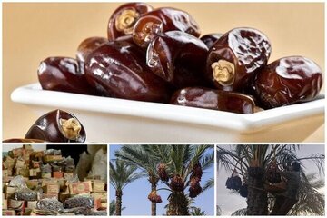 خرمای ارم در مسیر جهانیشدن؛لزوم عبور از خامفروشی و رونق صنایع تبدیلی