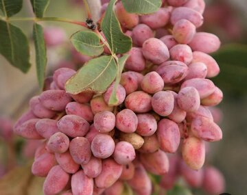 صادرات ۱۰۱ تن پسته خراسان شمالی به پاکستان