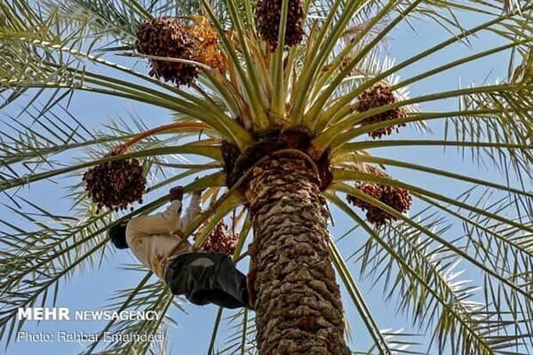 خرمای ارم در مسیر جهانی‌شدن؛لزوم عبور از خام‌فروشی و رونق صنایع تبدیلی