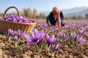 کشت ۹۹۵هکتار زعفران در فارس با تولید ۲.۵ تنی