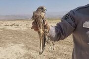 دستگیری یک متخلف زنده‌گیری پرندگان شکاری در هرمزگان