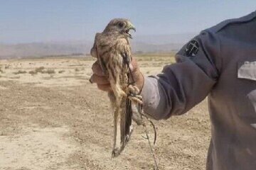 دستگیری یک متخلف زندهگیری پرندگان شکاری در هرمزگان
