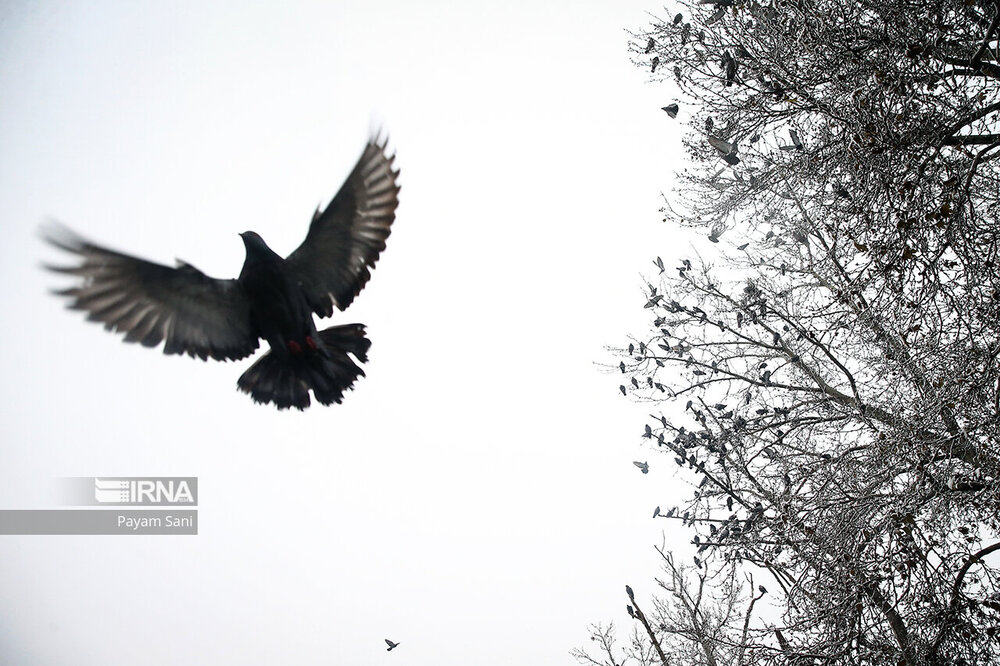 بارش برف در تهران