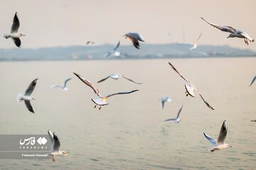 تصاویر | مهاجران سیبری در تهران