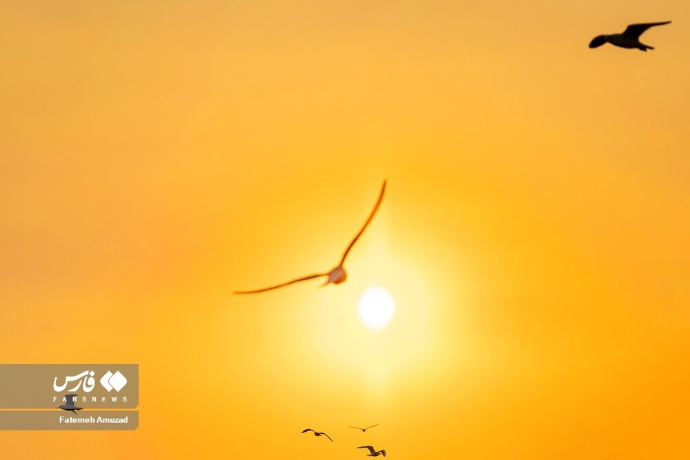 مهاجران سیبری در تهران