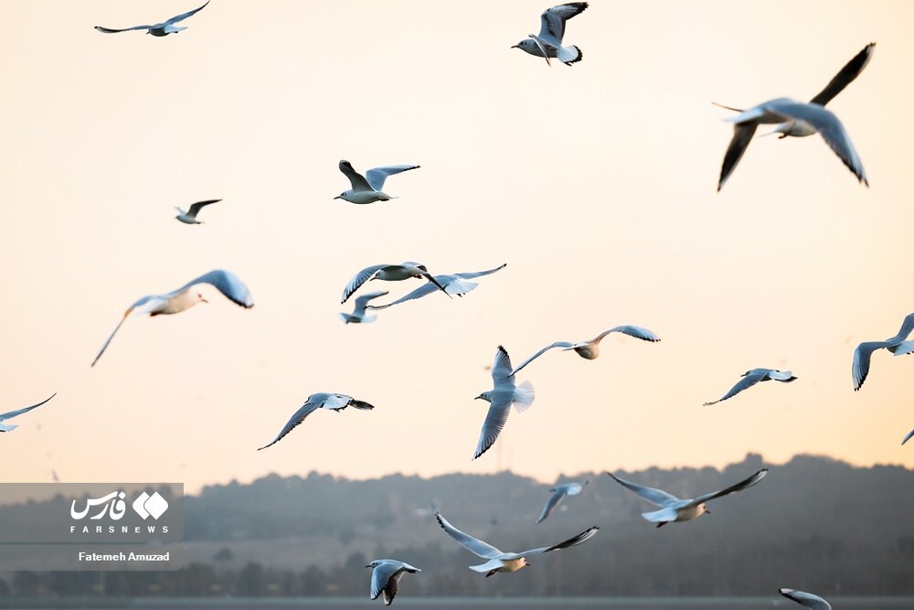 مهاجران سیبری در تهران