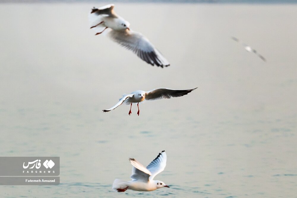 مهاجران سیبری در تهران
