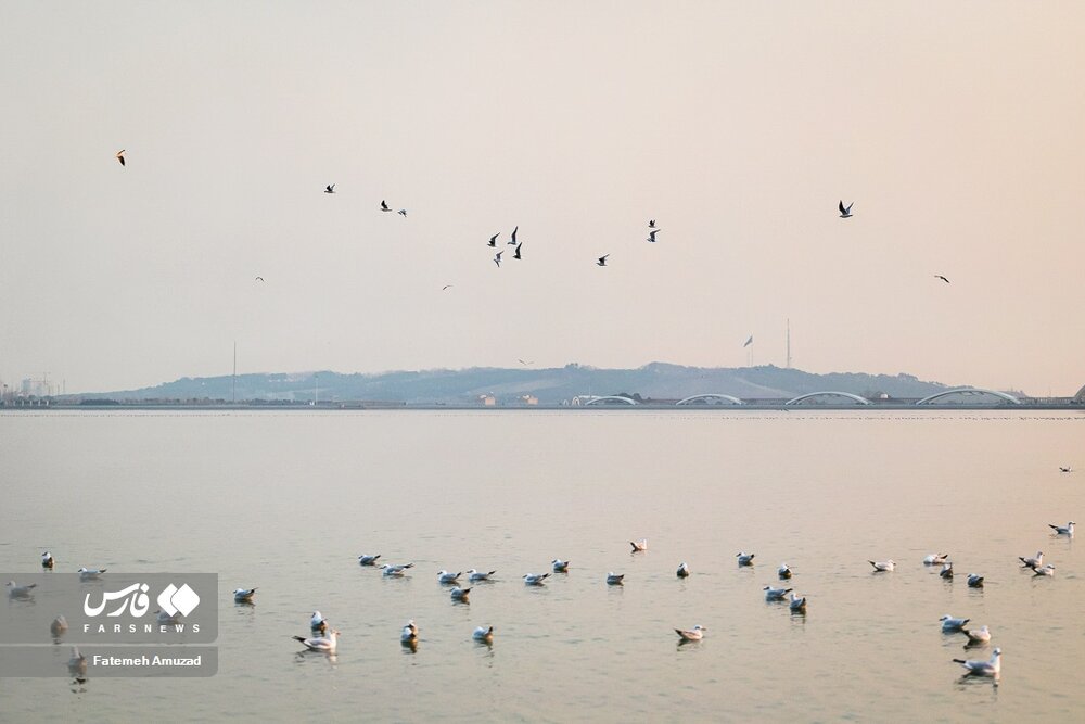 مهاجران سیبری در تهران