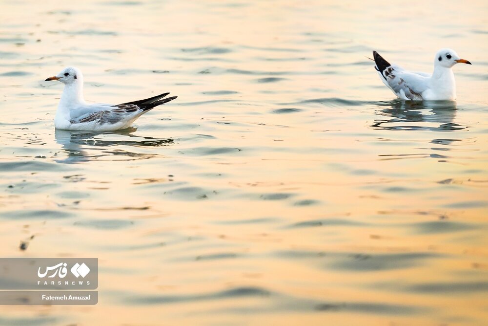 مهاجران سیبری در تهران
