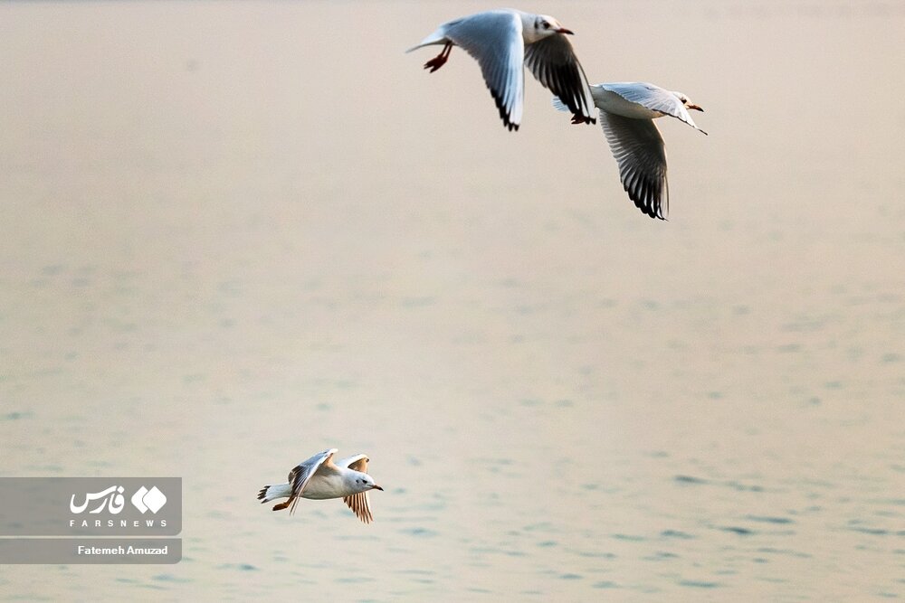 مهاجران سیبری در تهران