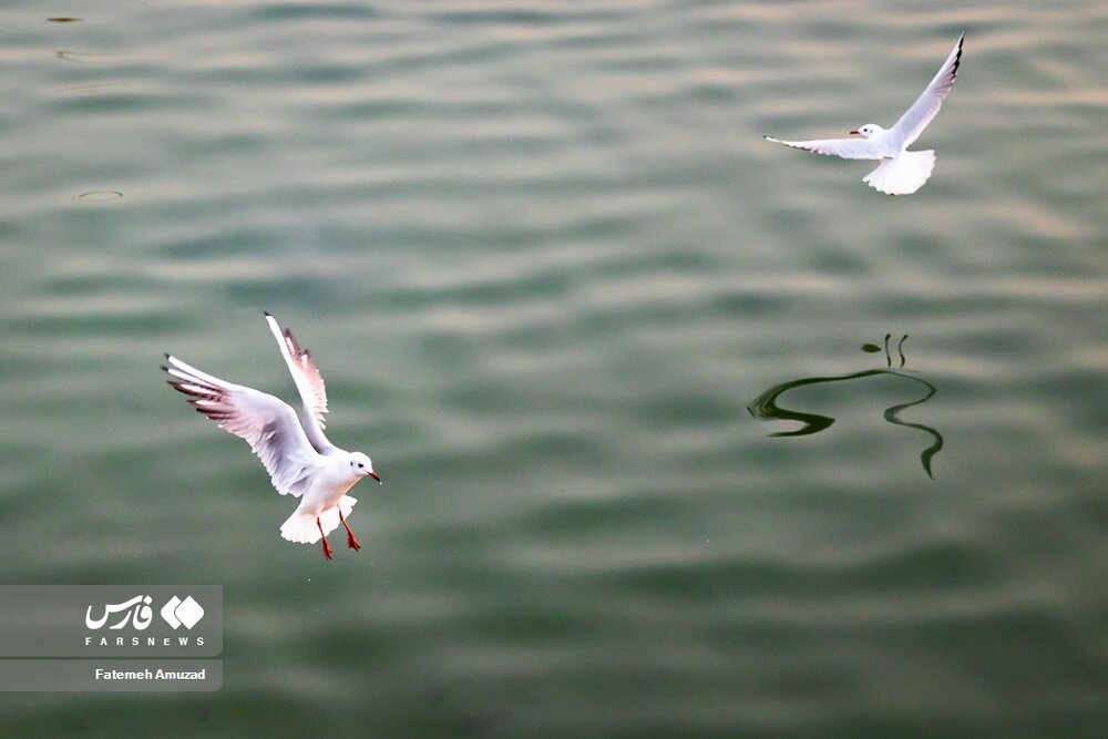 مهاجران سیبری در تهران