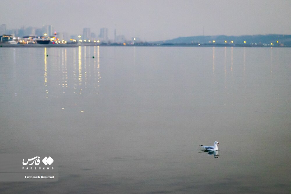 مهاجران سیبری در تهران