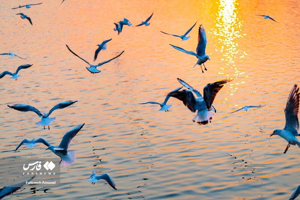 مهاجران سیبری در تهران