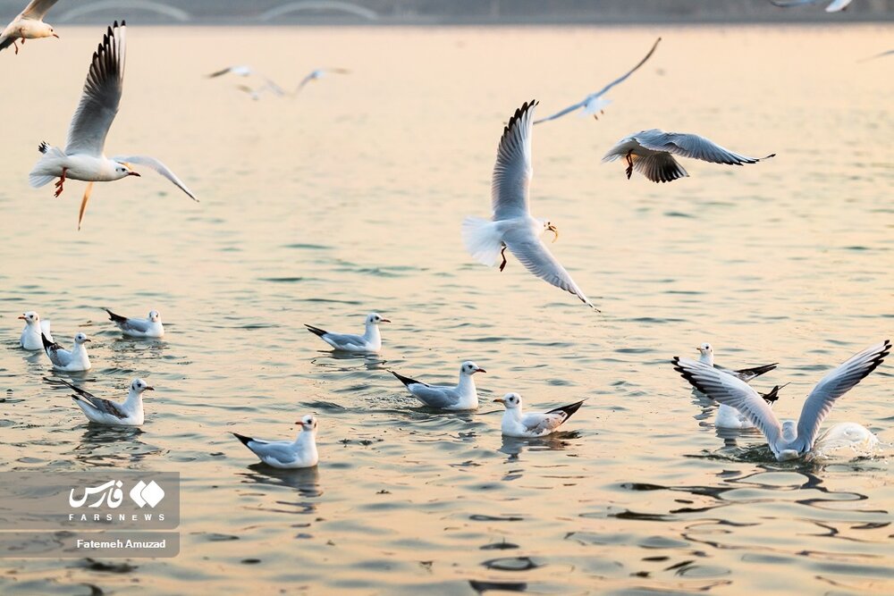 مهاجران سیبری در تهران