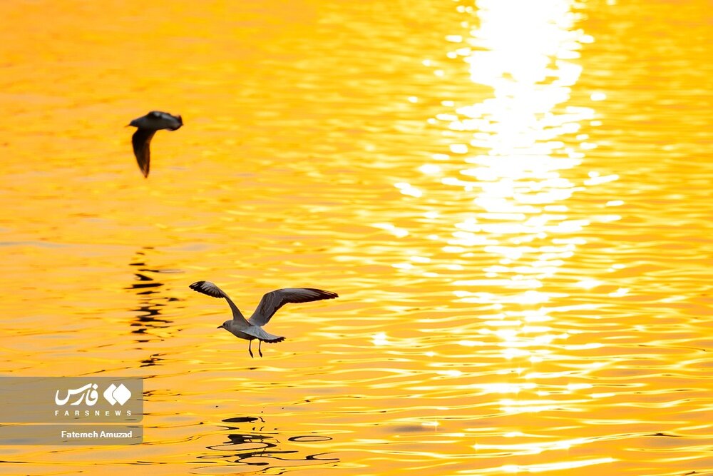 مهاجران سیبری در تهران