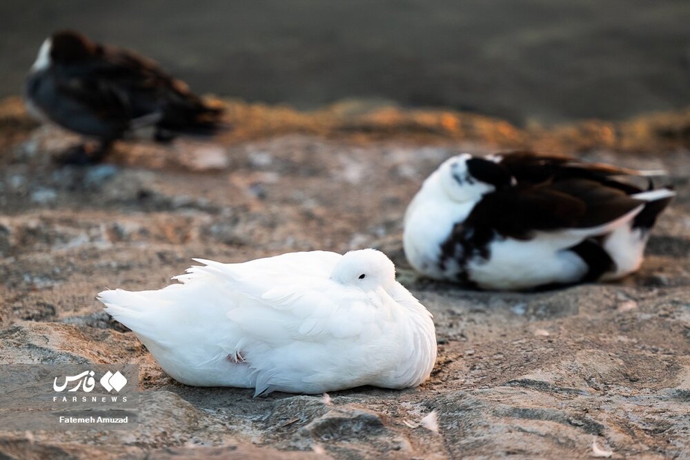 مهاجران سیبری در تهران