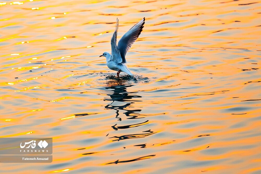 مهاجران سیبری در تهران