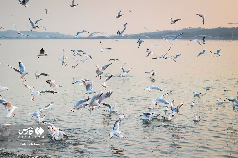 مهاجران سیبری در تهران