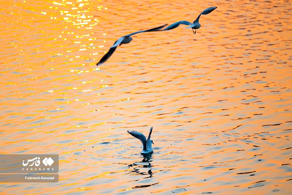 مهاجران سیبری در تهران