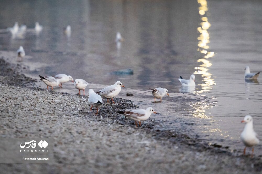 مهاجران سیبری در تهران