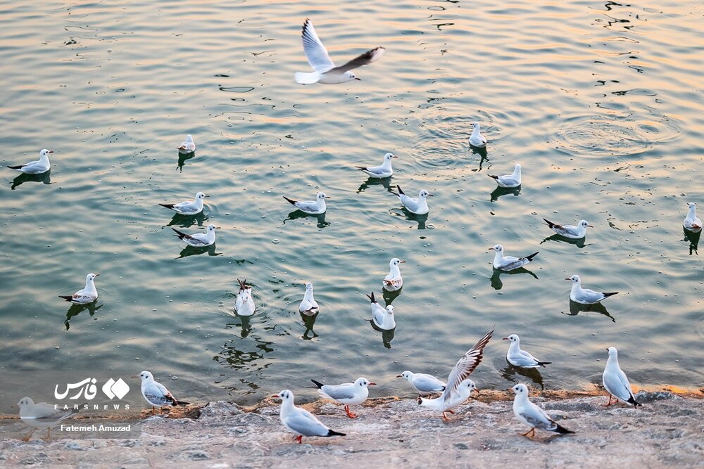 مهاجران سیبری در تهران