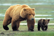 ببینید | تصویری زیبا از خرسِ مادر و دو توله‌اش در گردنه چریِ کوهرنگ
