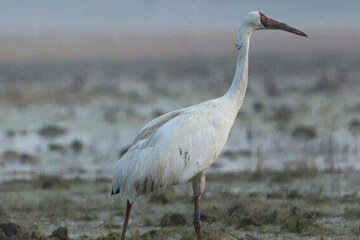 عکس | پیاده روی عاشقانه اُمید و رویا در کنار هم در تالاب فریدون‌کنار