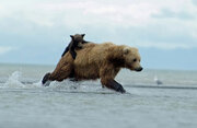 ببینید | نجات یک توله خرس از غرق شدن توسط مادرش