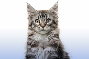 عکس |  نجات معجزه‌آسا یک گربه از زیر آوار زلزله ترکیه