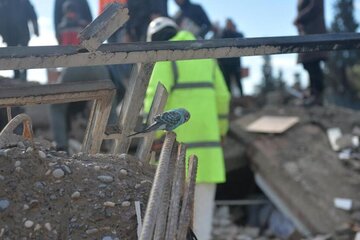 تصاویر |‌ نجات نوزاد ۱۵ ماهه در ترکیه که ۳۱ ساعت زیر آوار بود