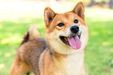 صاحبان سگها باید مالیات بپردازند  صاحبان سگها باید مالیات بپردازند