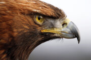 ببینید | تصاویری عجیب از پلک زدن عقاب در نمایی آهسته
