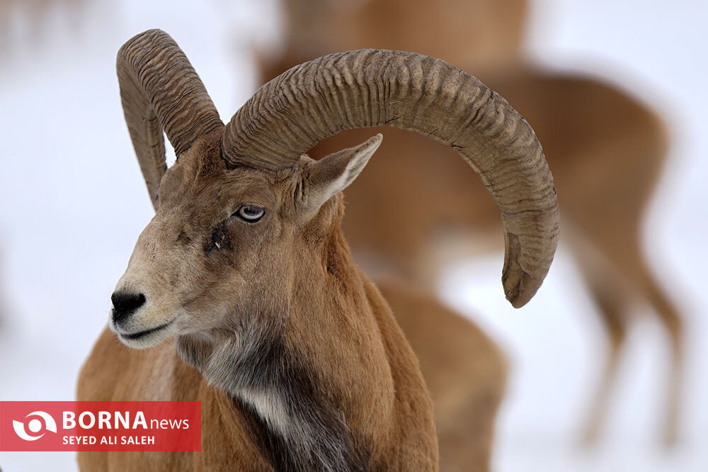 در حوالی تهران