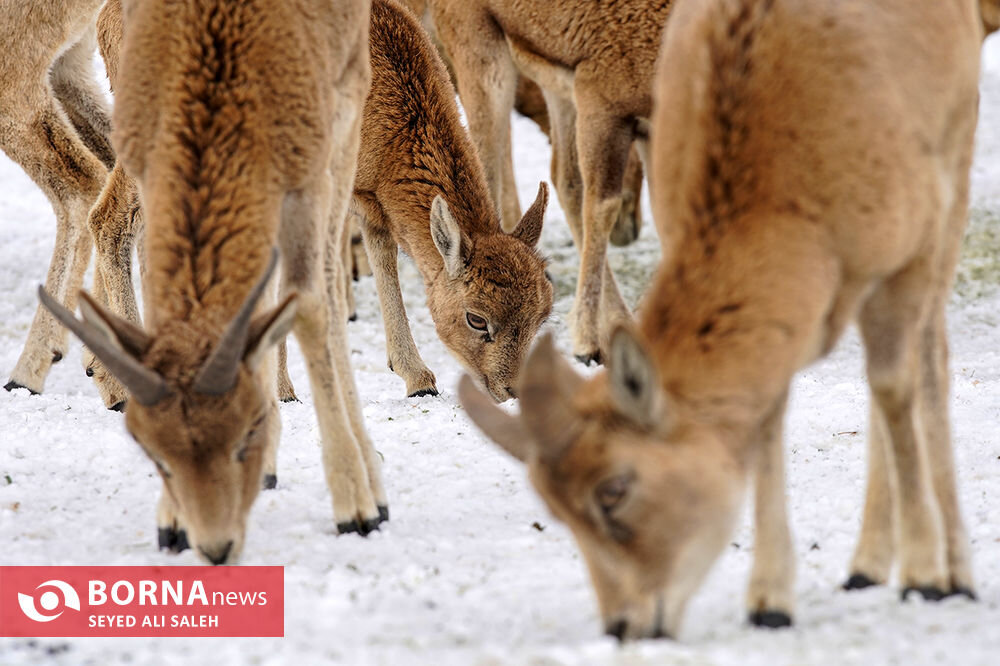 در حوالی تهران