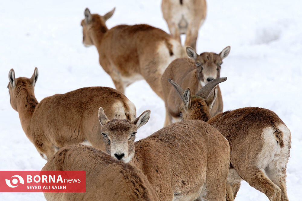 در حوالی تهران