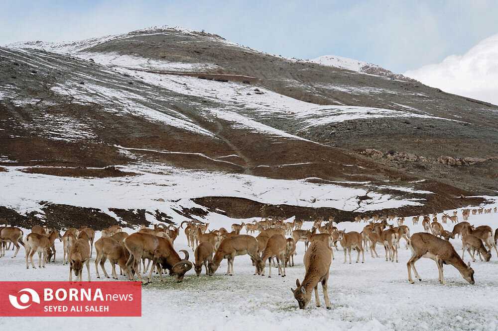 در حوالی تهران