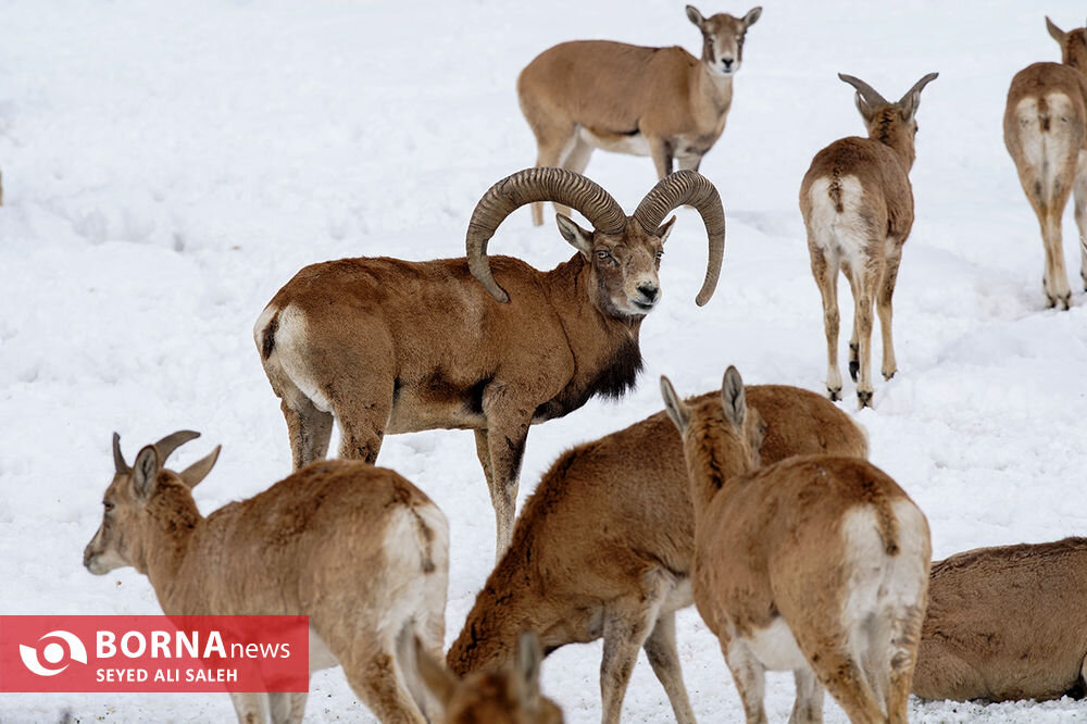 در حوالی تهران