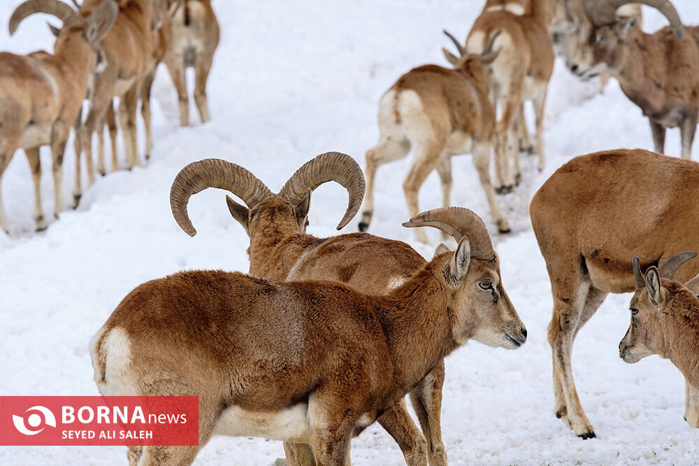 در حوالی تهران